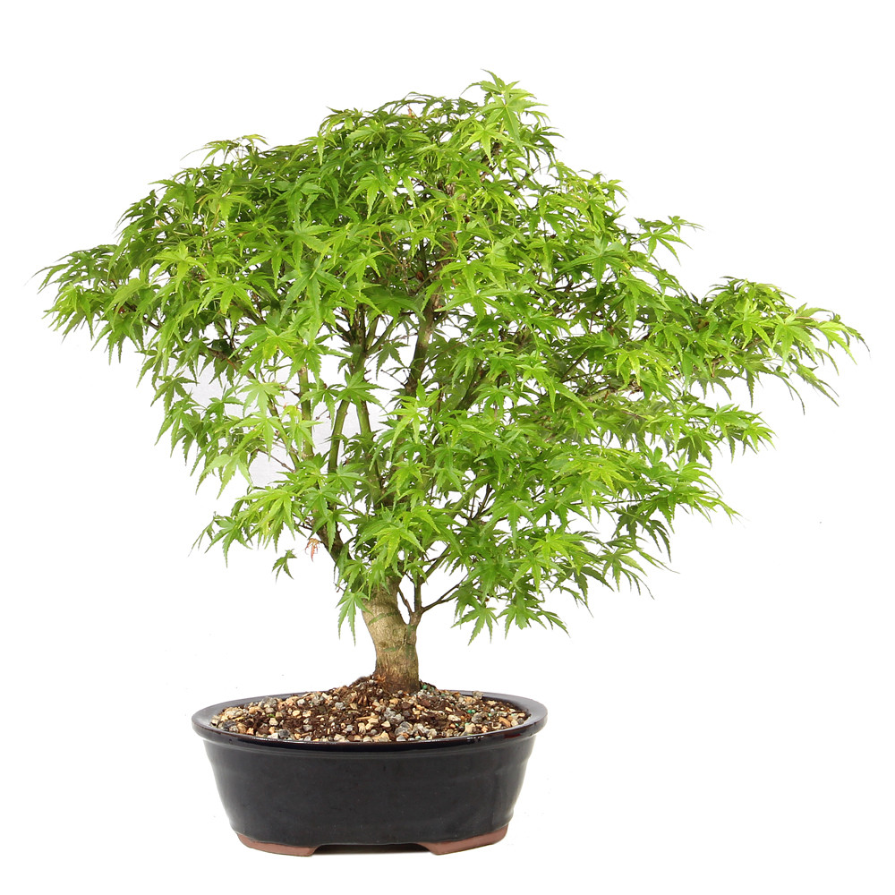 Japanese Maple in a bonsazi container 