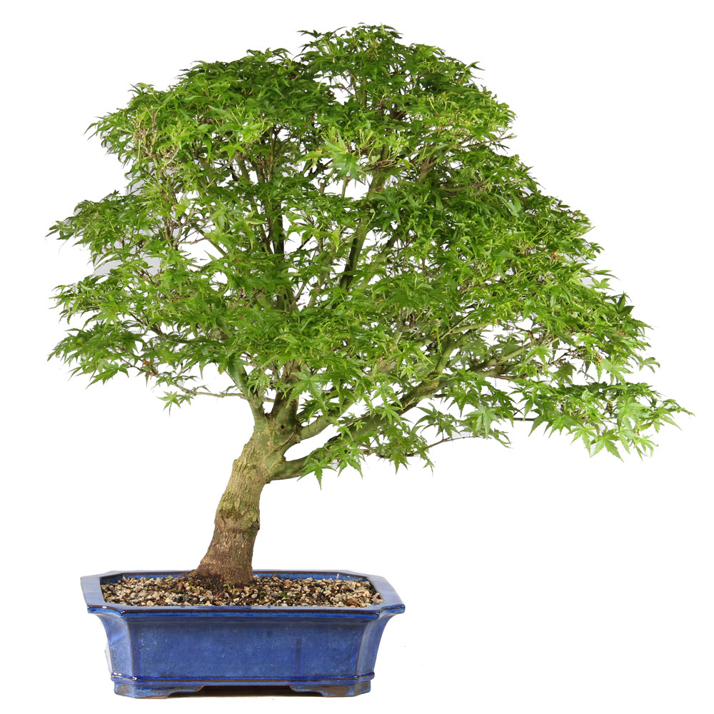 Bonsai tree in ceramic container