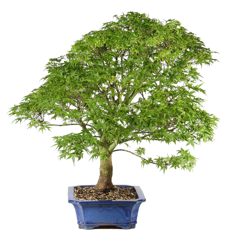 Japanese Maple - ST1526JMSP-A