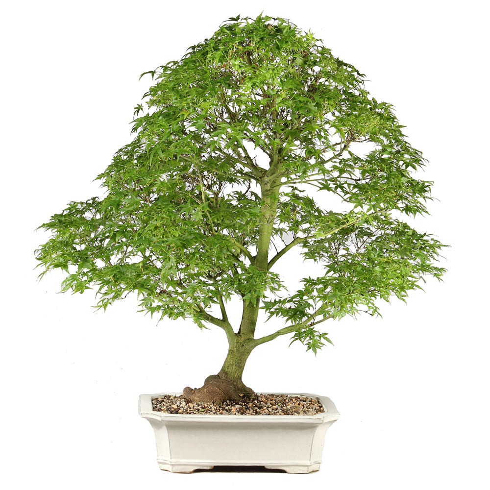 Bonsai tree in ceramic container