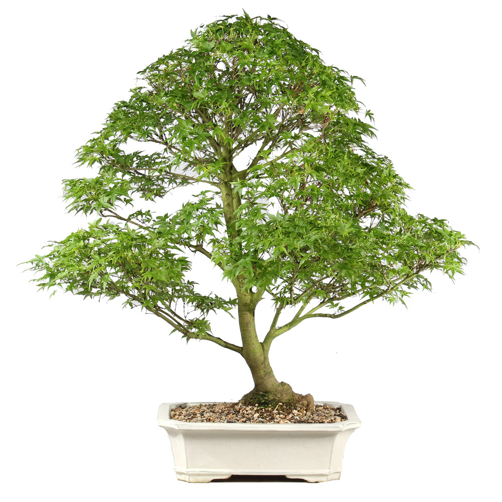 Bonsai tree in ceramic container