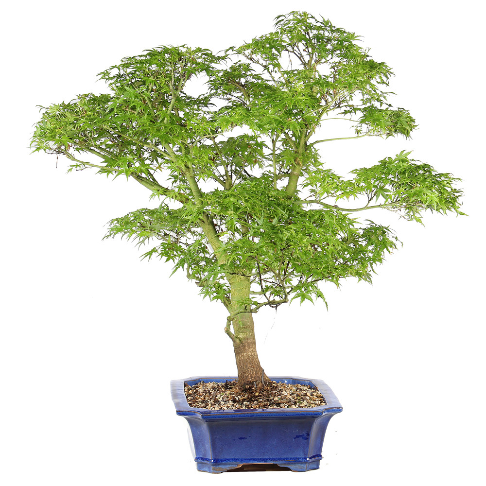 Bonsai tree in ceramic container 