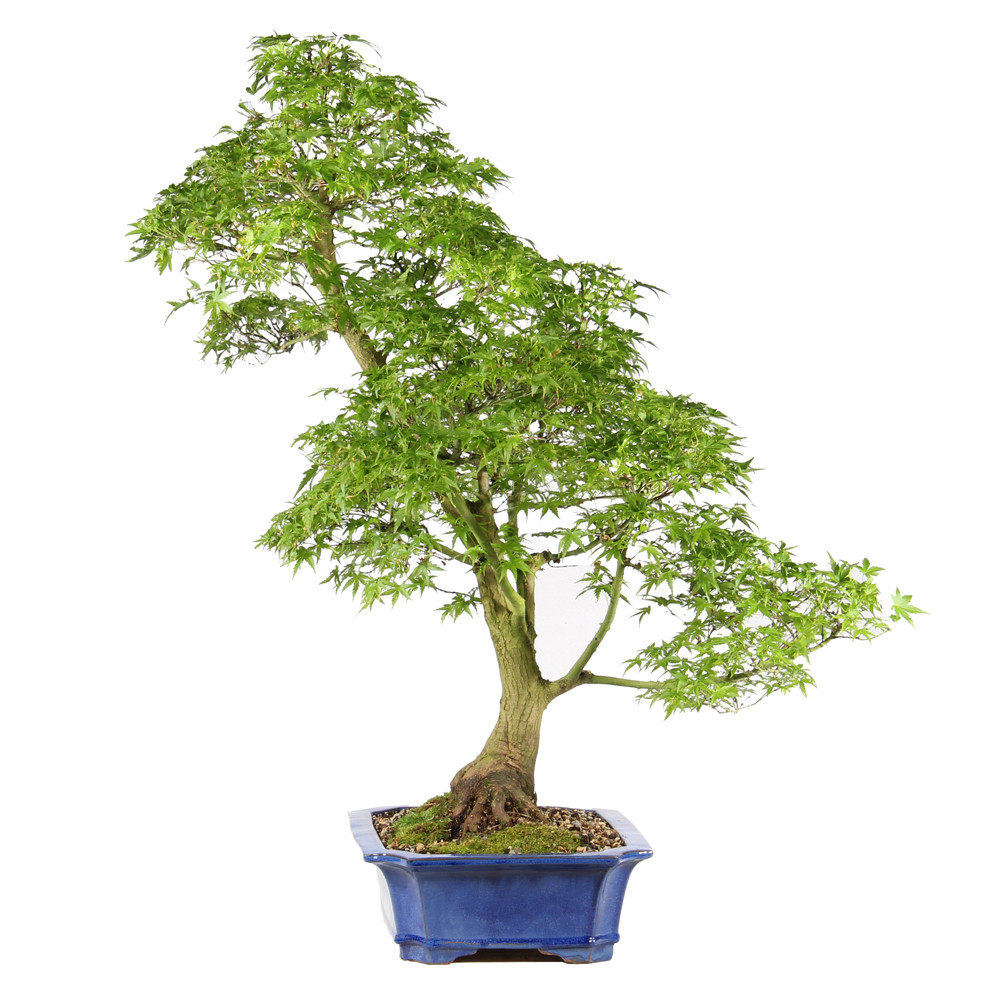 Bonsai tree in ceramic container 