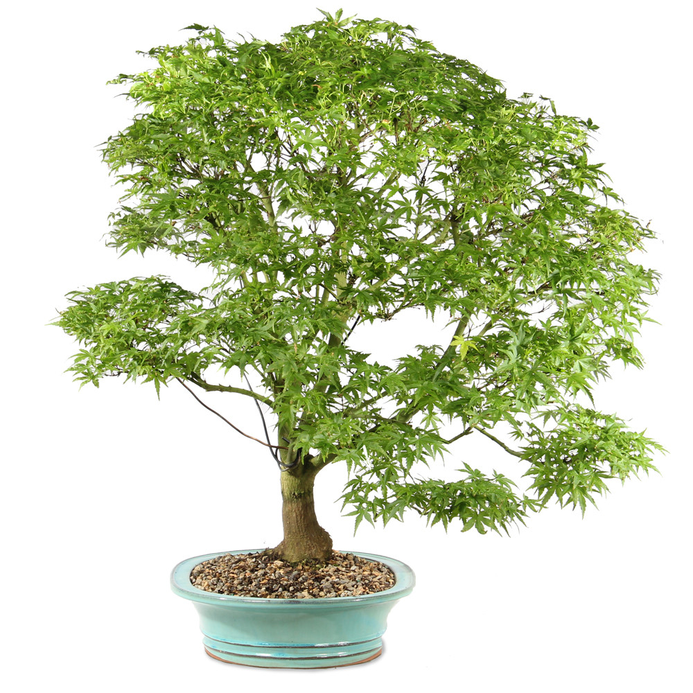 Bonsai tree in ceramic container 