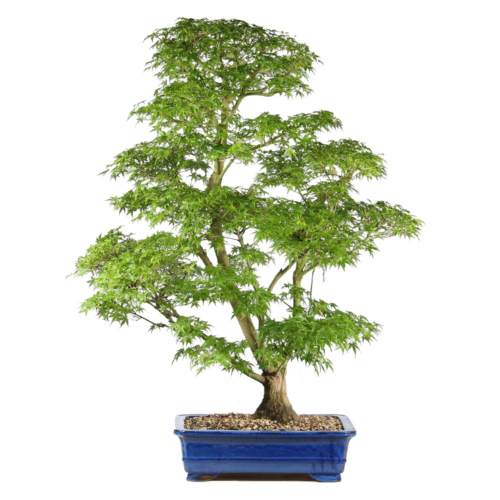 Japanese Maple - ST1526JMSP-G