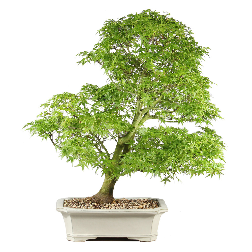 Japanese Maple - ST1526JMSP-H - Brussel's Bonsai