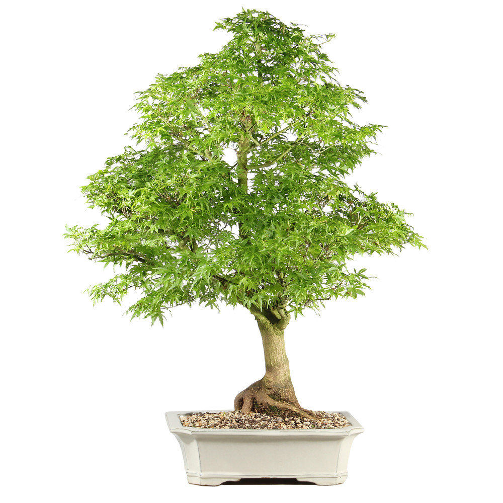 Japanese Maple - ST1526JMSP-I