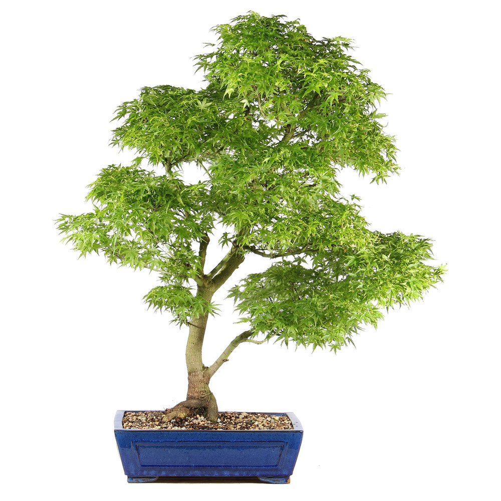 Bonsai tree in ceramic container 