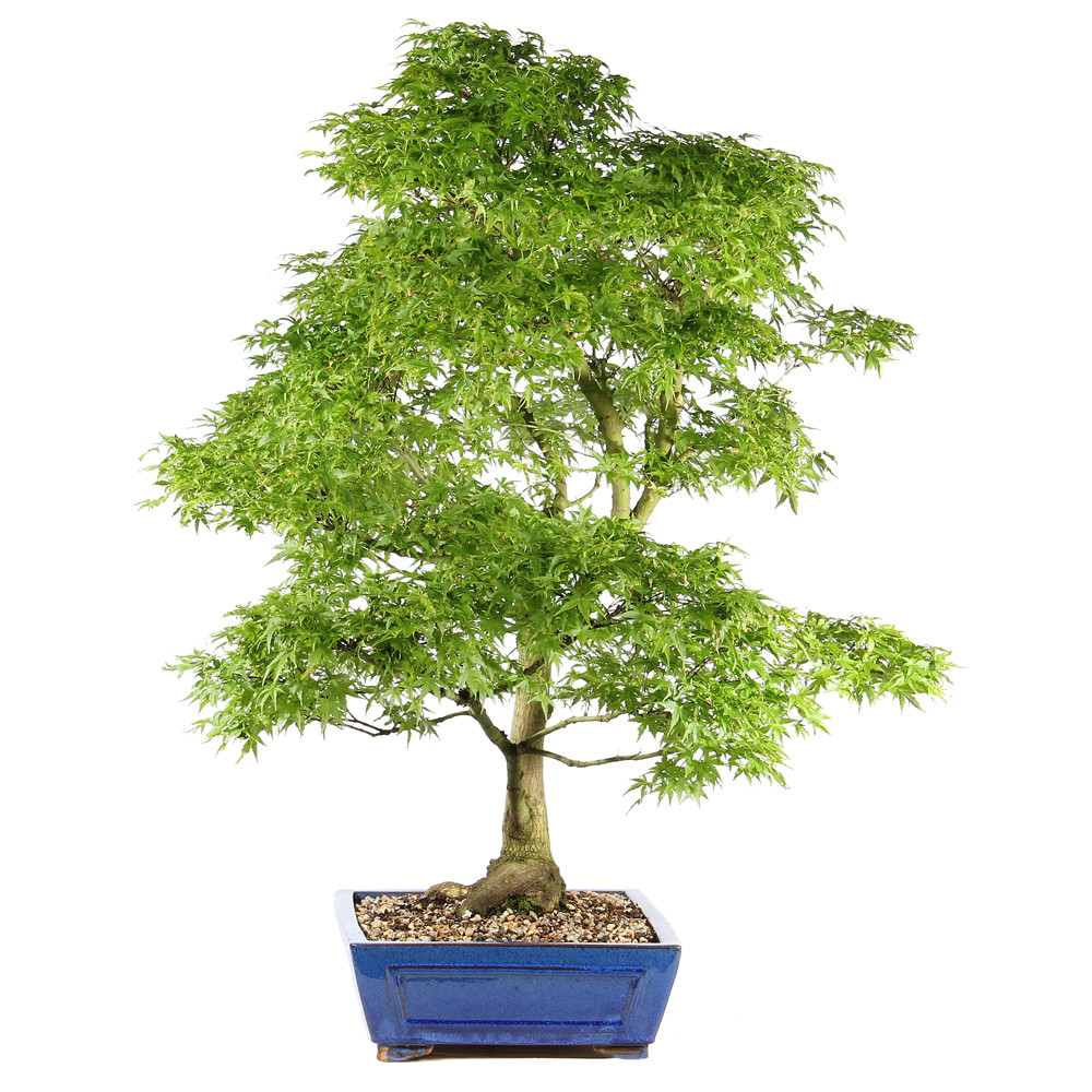 Bonsai tree in ceramic container 