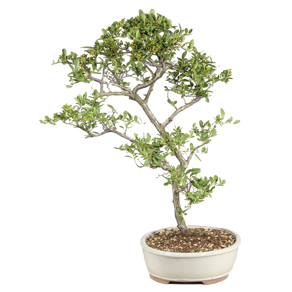 Dwarf Pyracantha left side view