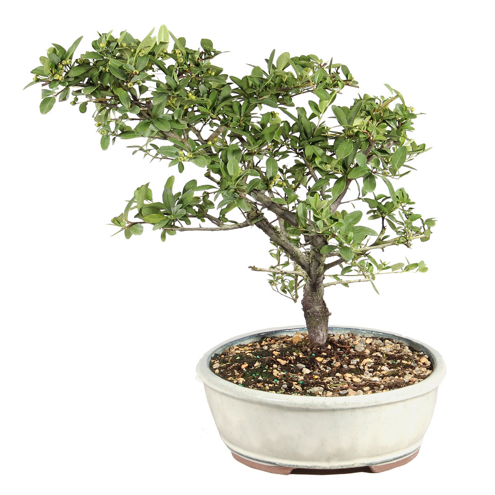 Dwarf Pyracantha left side view