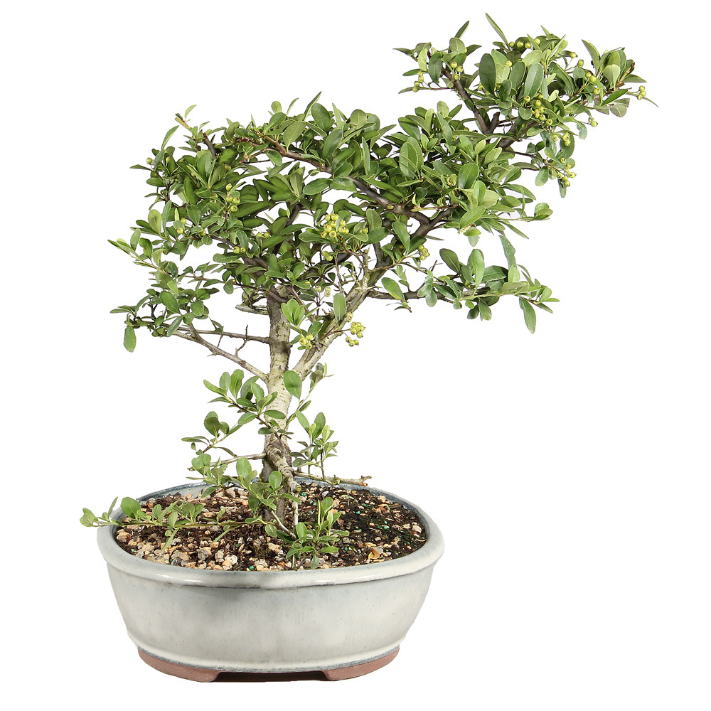 Dwarf Pyracantha right side view