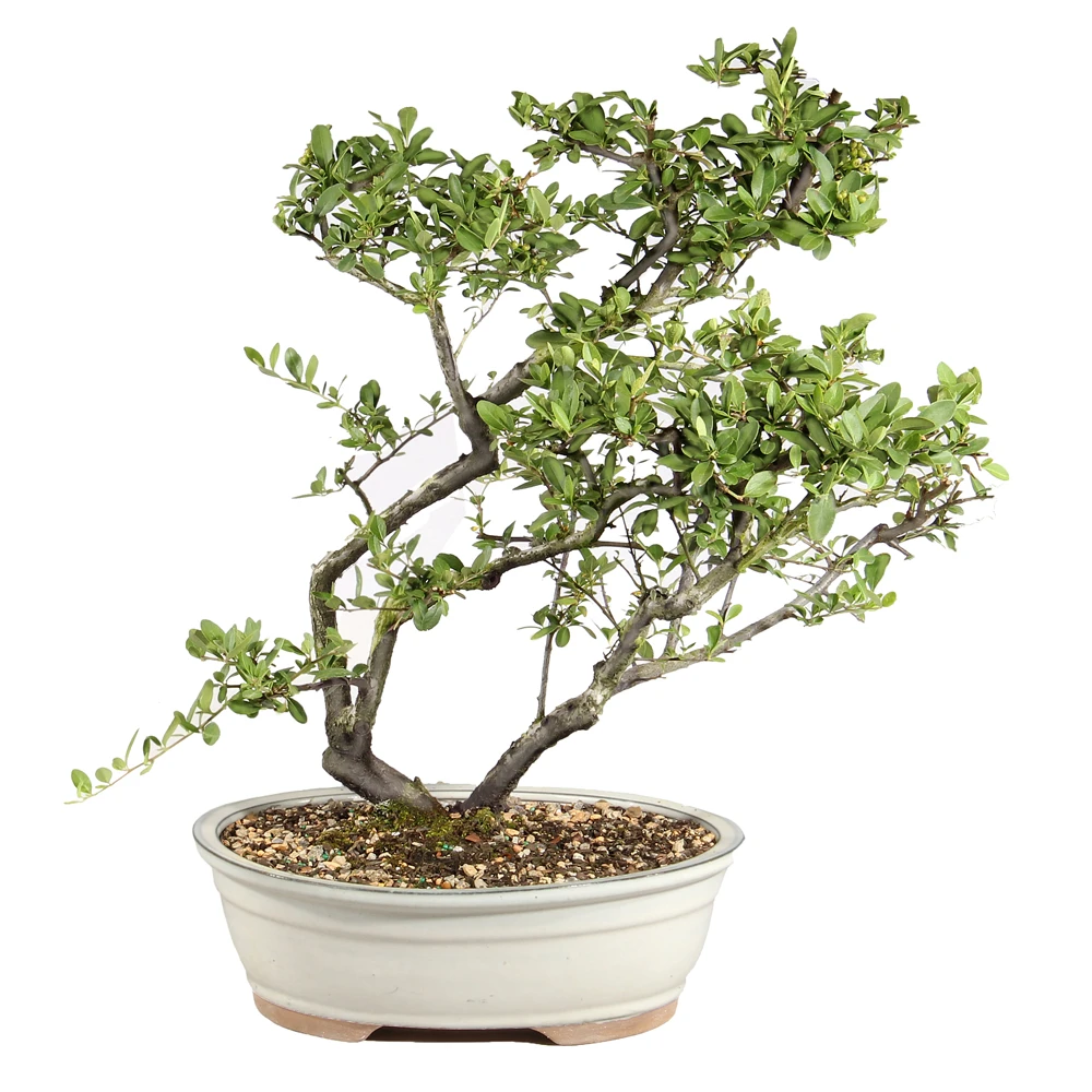 Dwarf Pyracantha back view 