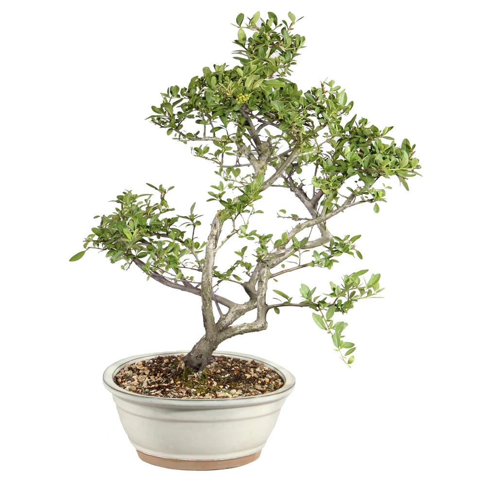 Dwarf Pyracantha right side view 