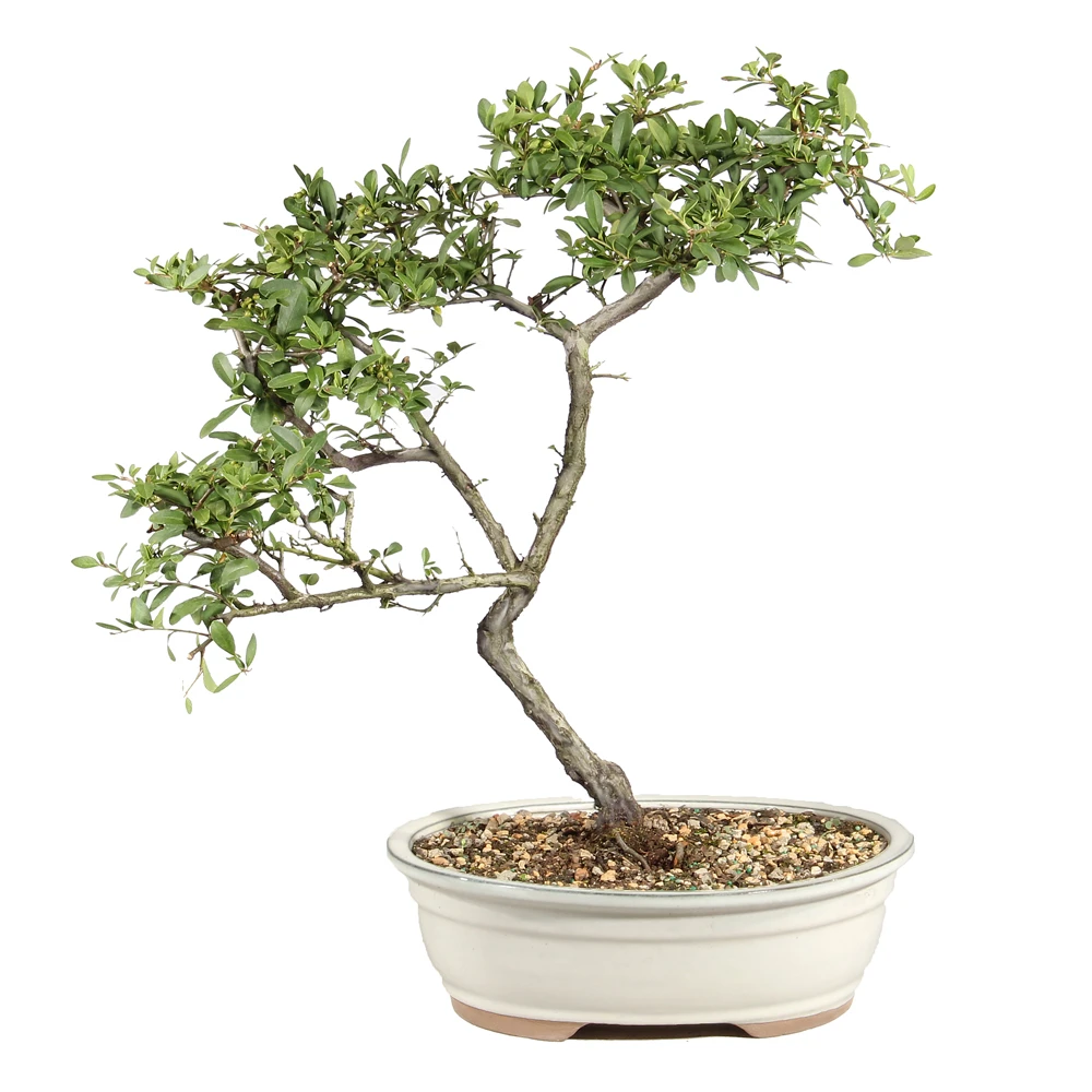 Dwarf Pyracantha back view 