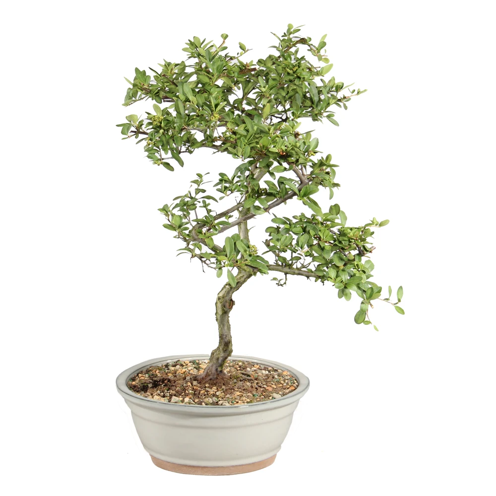 Dwarf Pyracantha right side view 