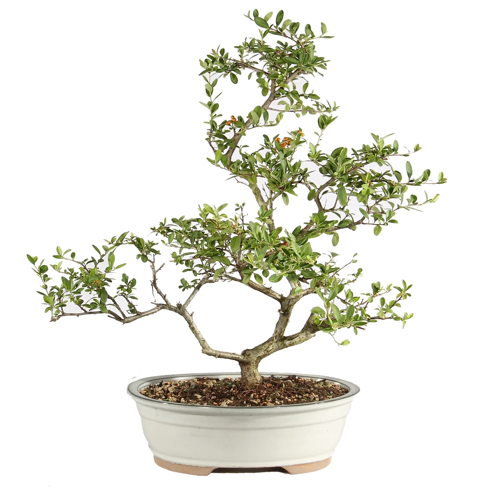 Dwarf Pyracantha bcak view 