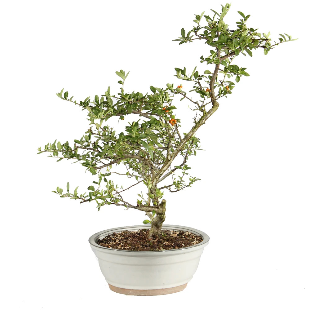 Dwarf Pyracantha left side view 