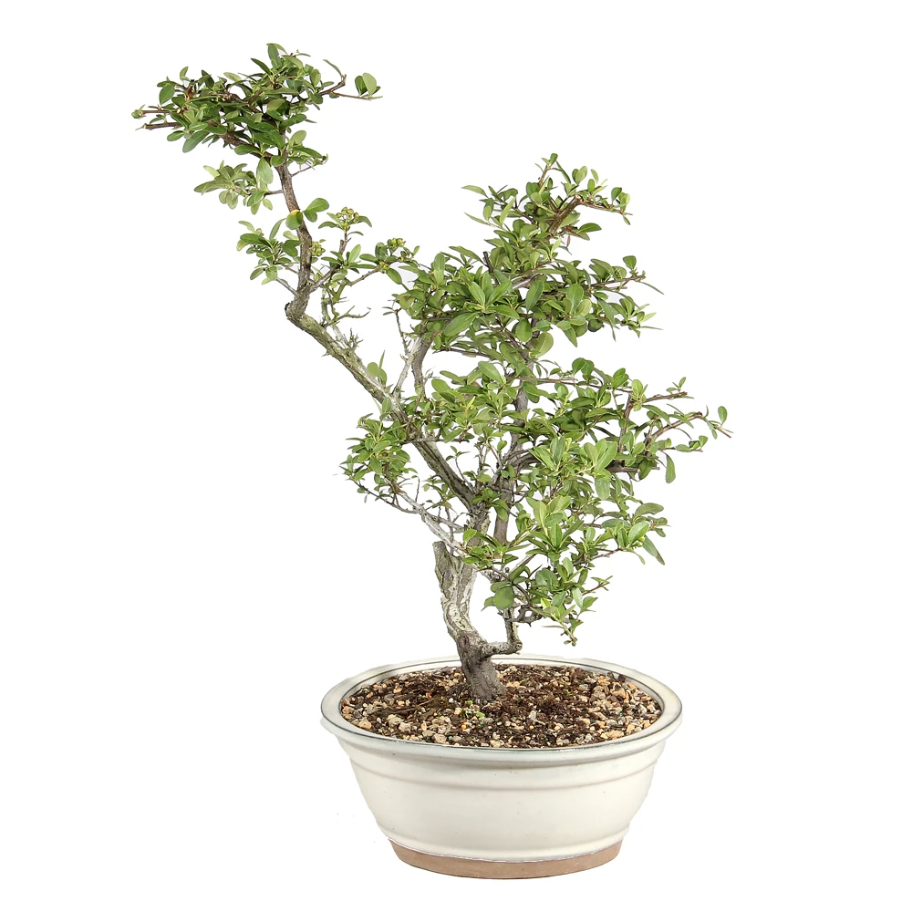 Dwarf Pyracantha right side view 