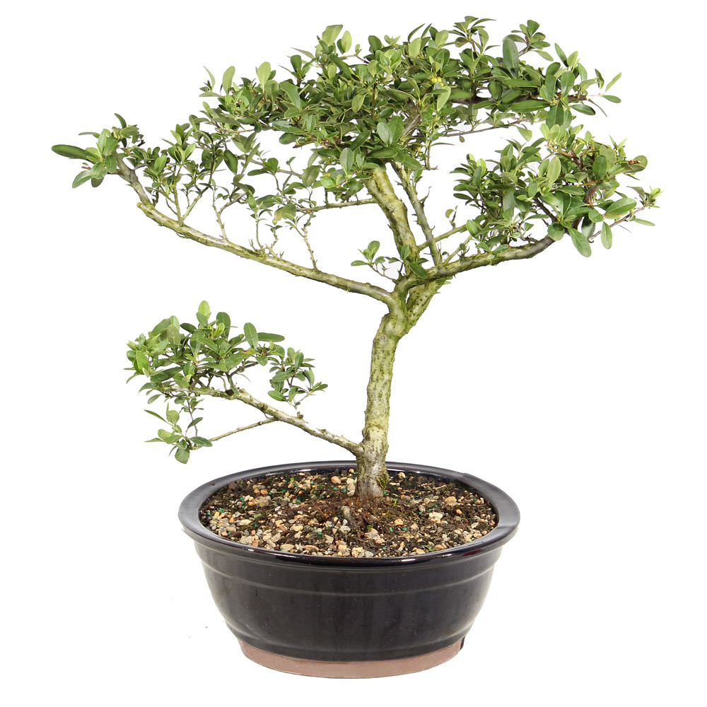 Dwarf Pyracantha right side view