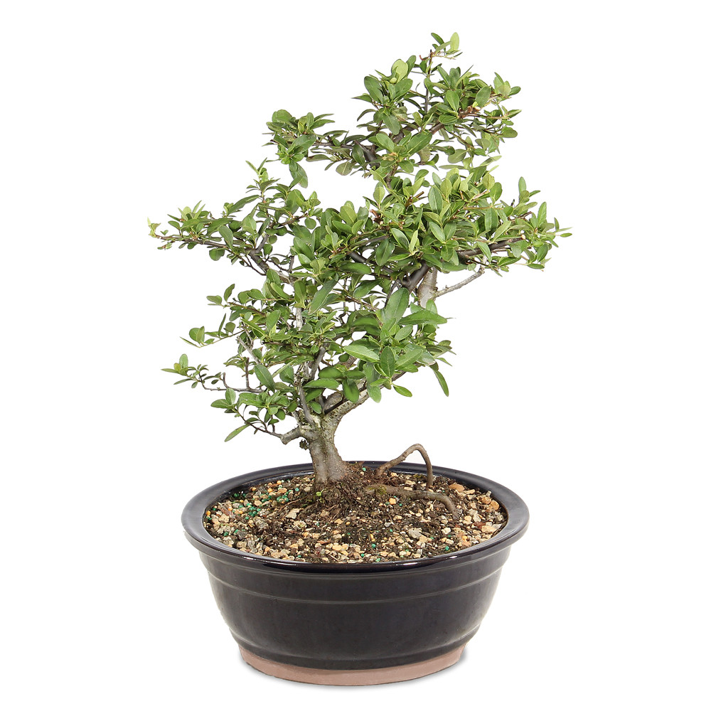 Dwarf Pyracantha left side view