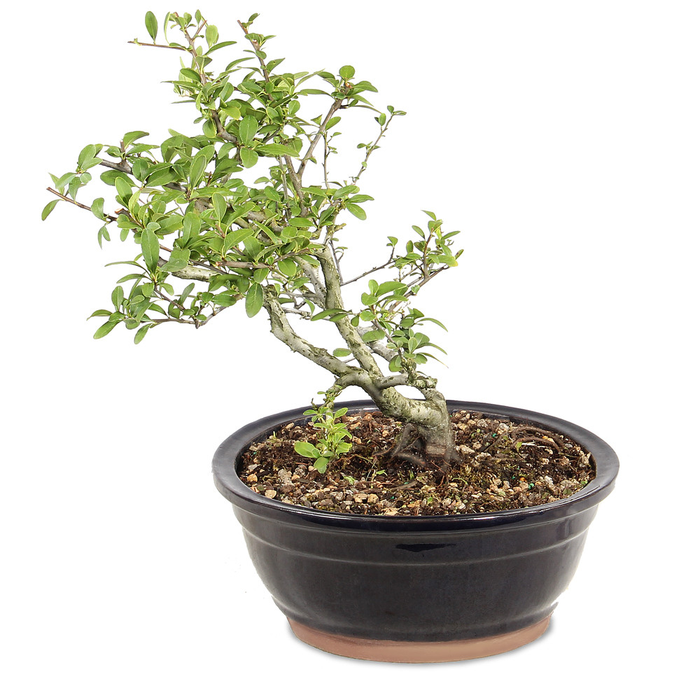 Dwarf Pyracantha left side view