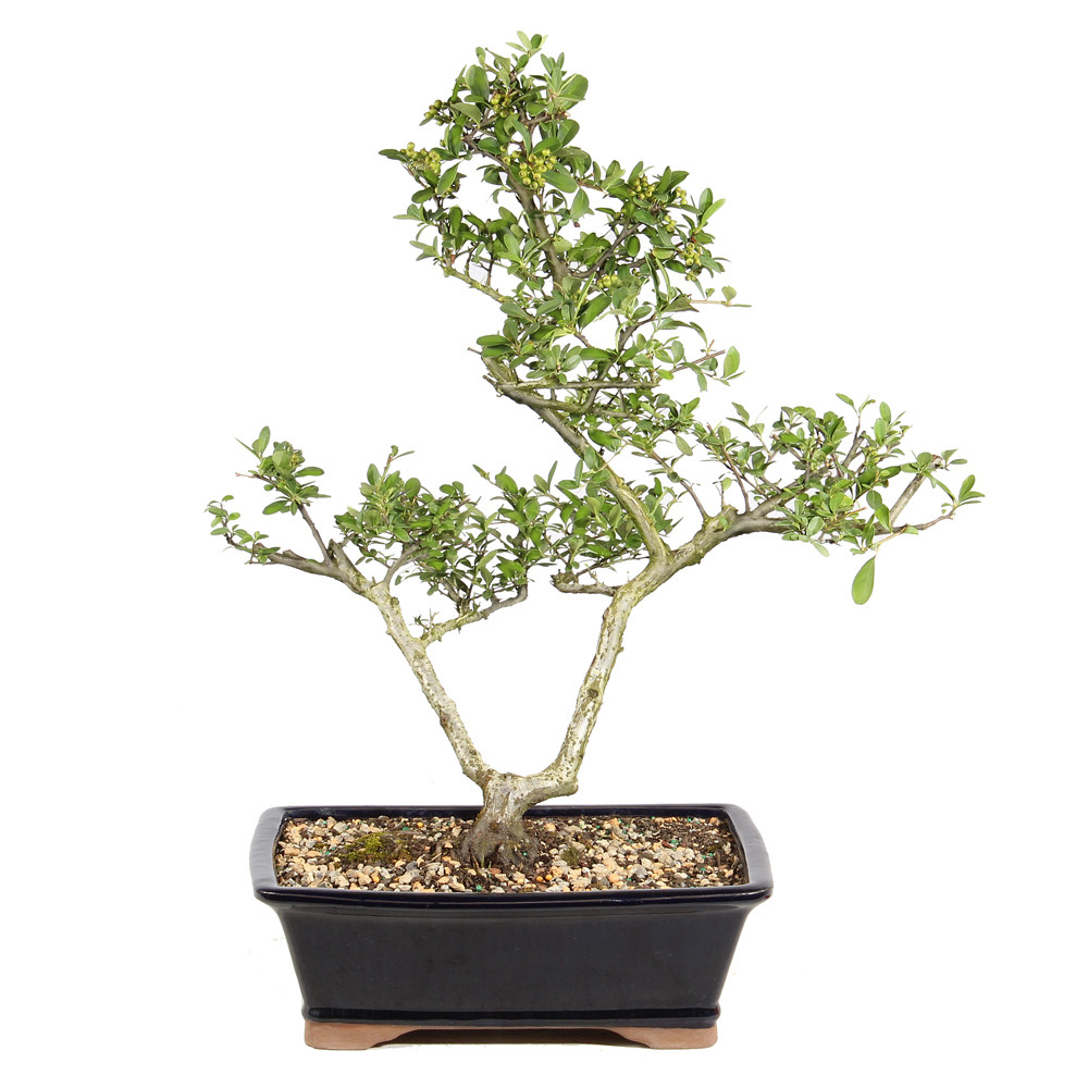 Dwarf Pyracantha in a bonsai container