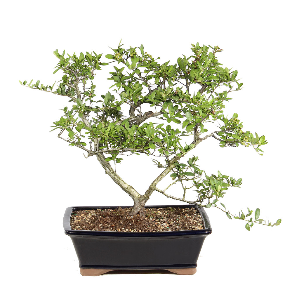 Dwarf Pyracantha back view