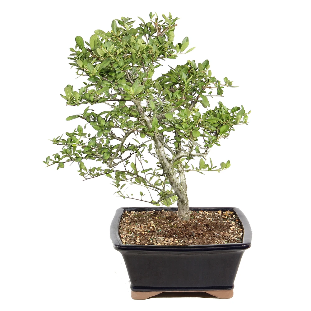 Dwarf Pyracantha right side view