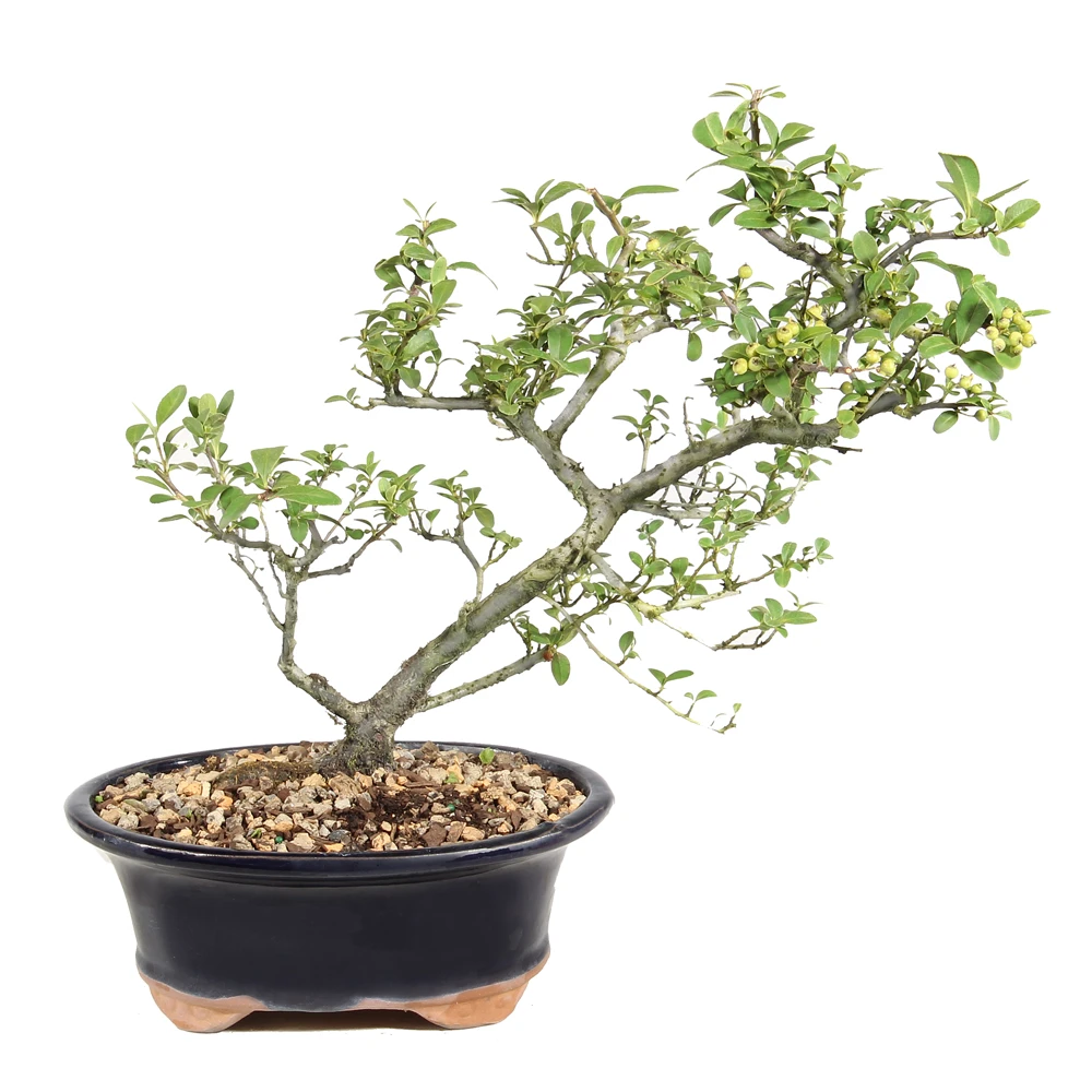 Dwarf Pyracantha in a bonsai container