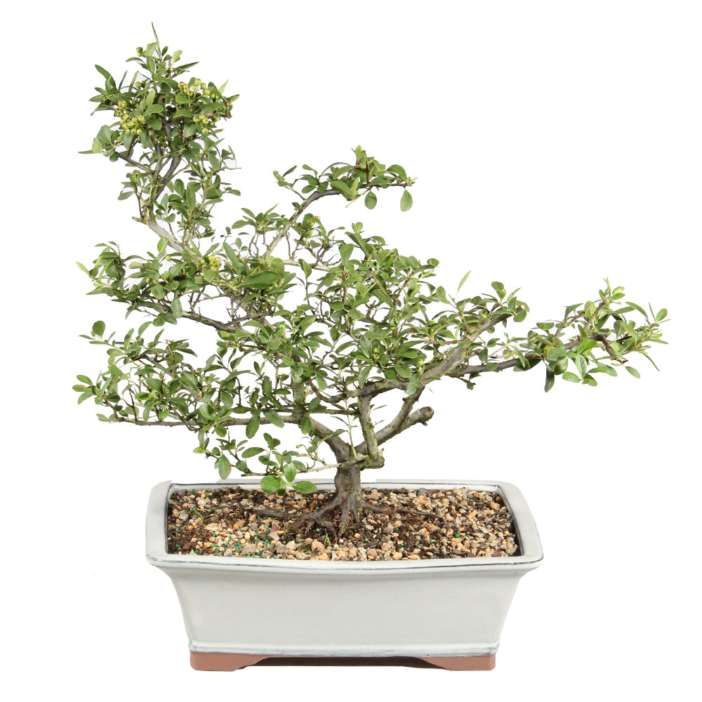 Dwarf Pyracantha back view