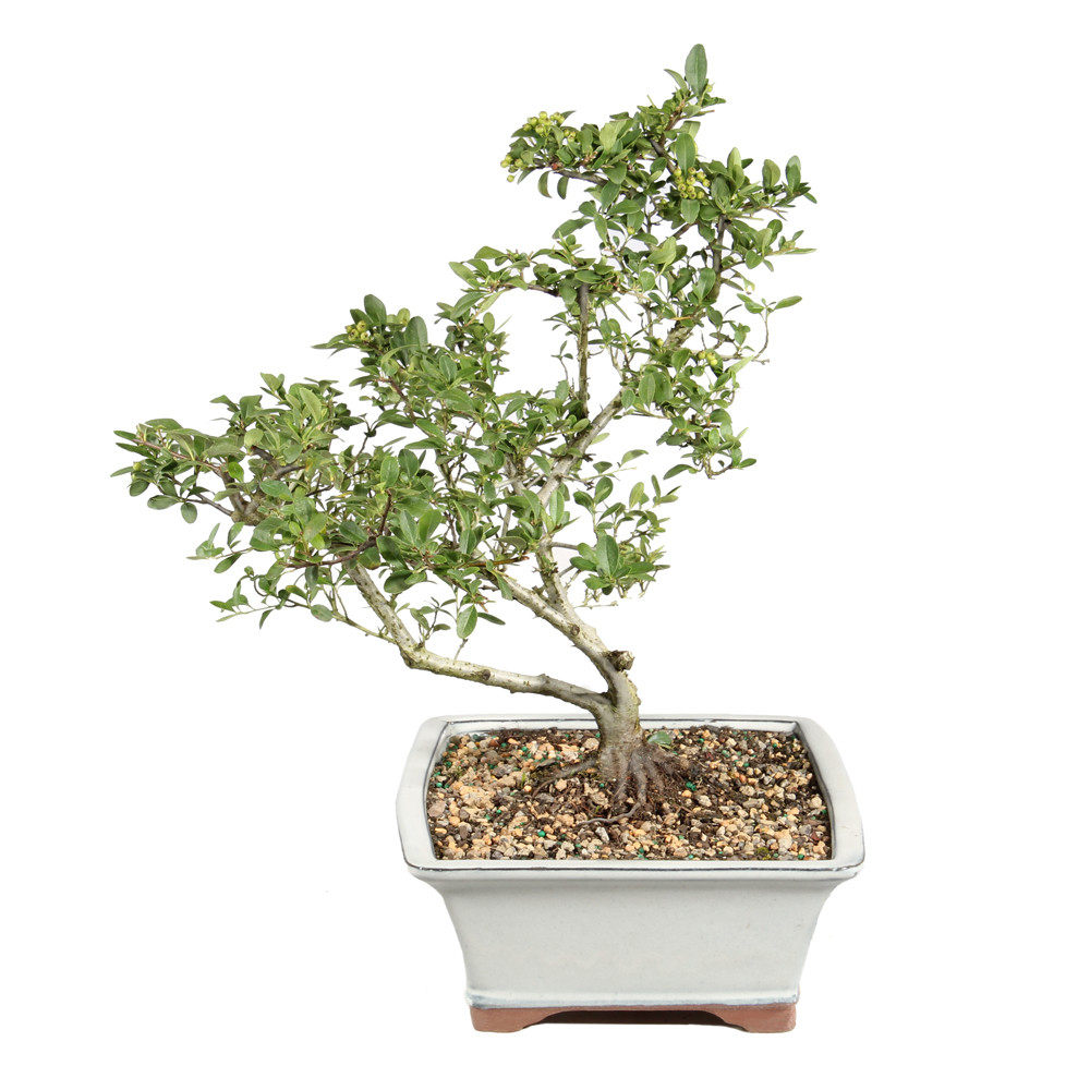 Dwarf Pyracantha left side view