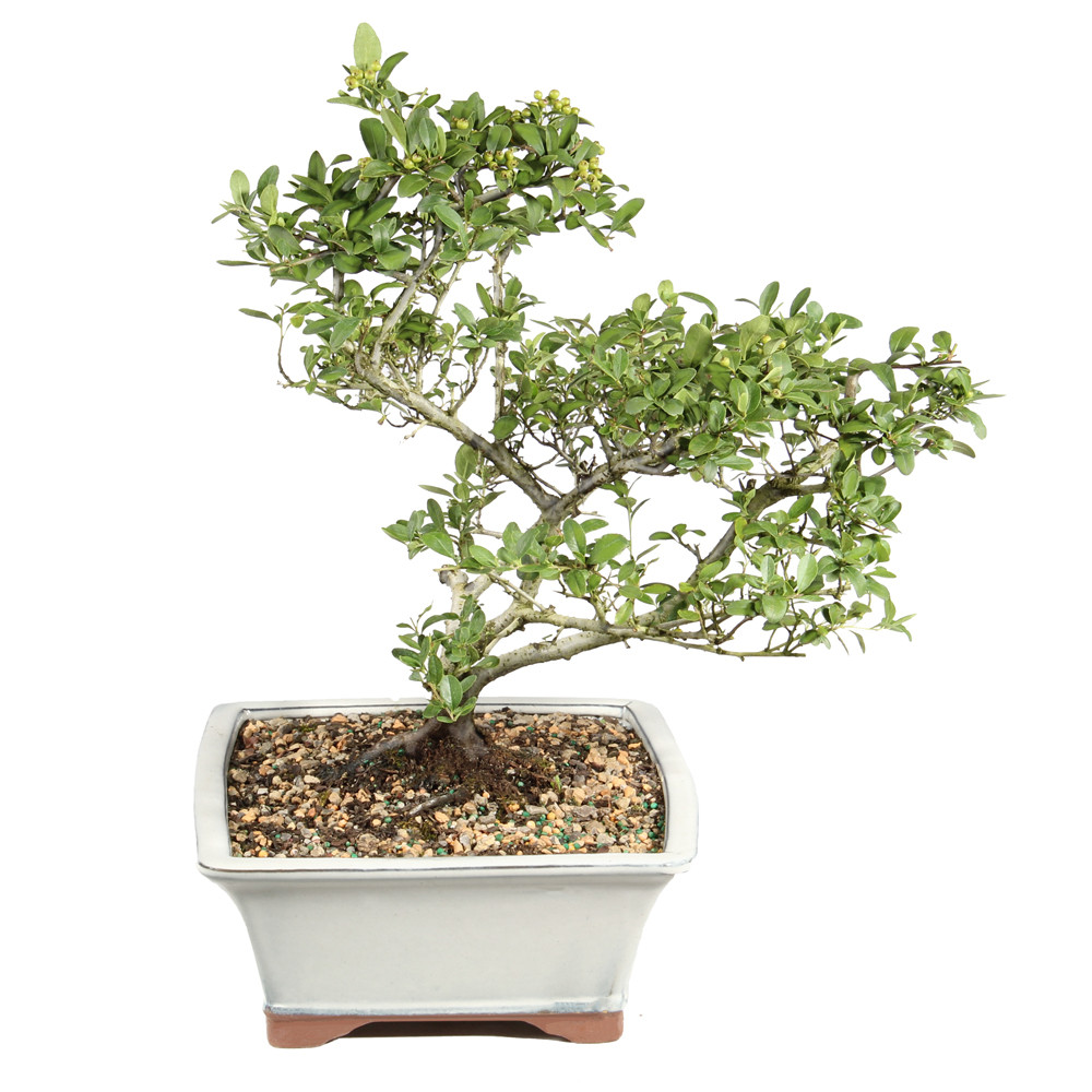 Dwarf Pyracantha right side view