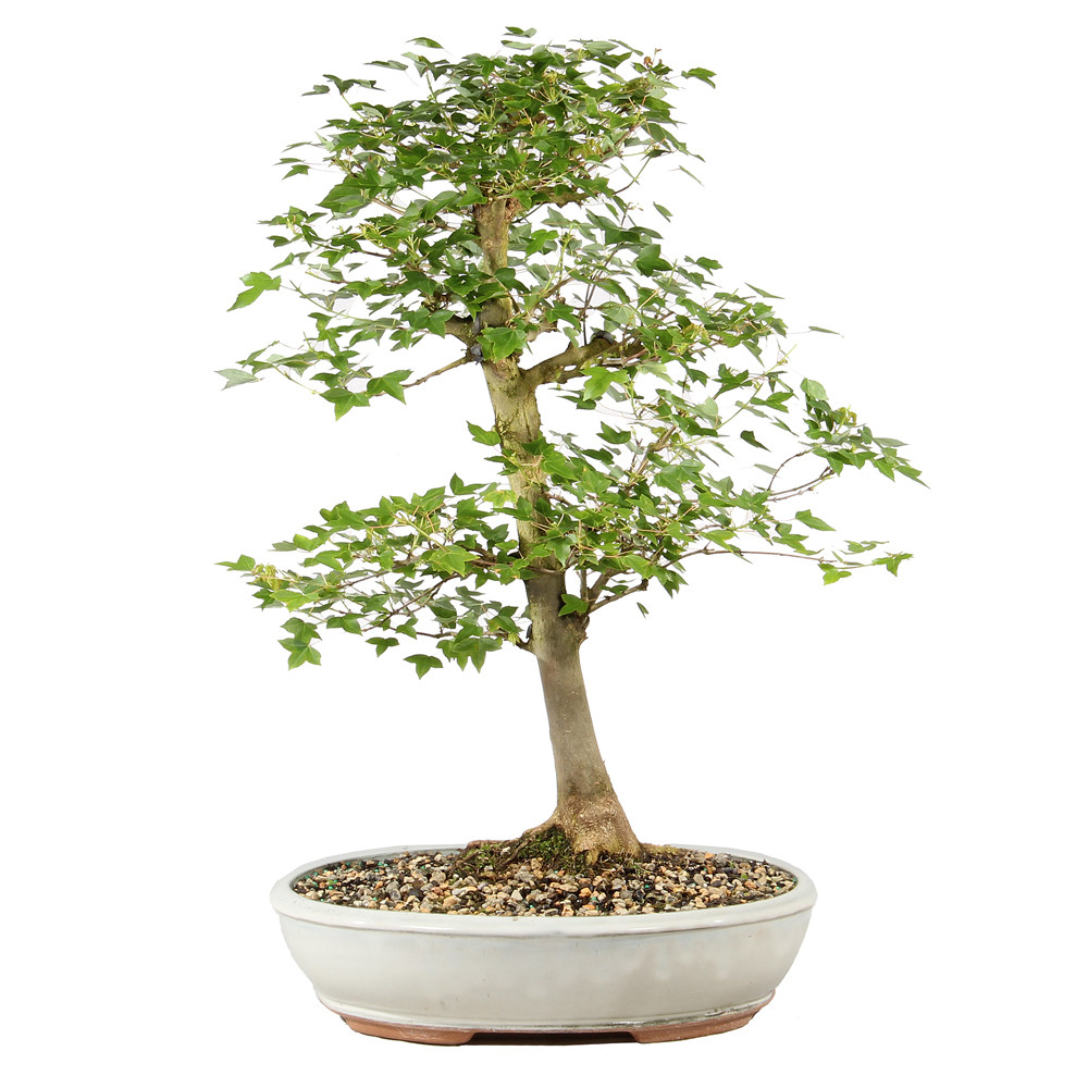 Trident Maple - ST1826TM-A