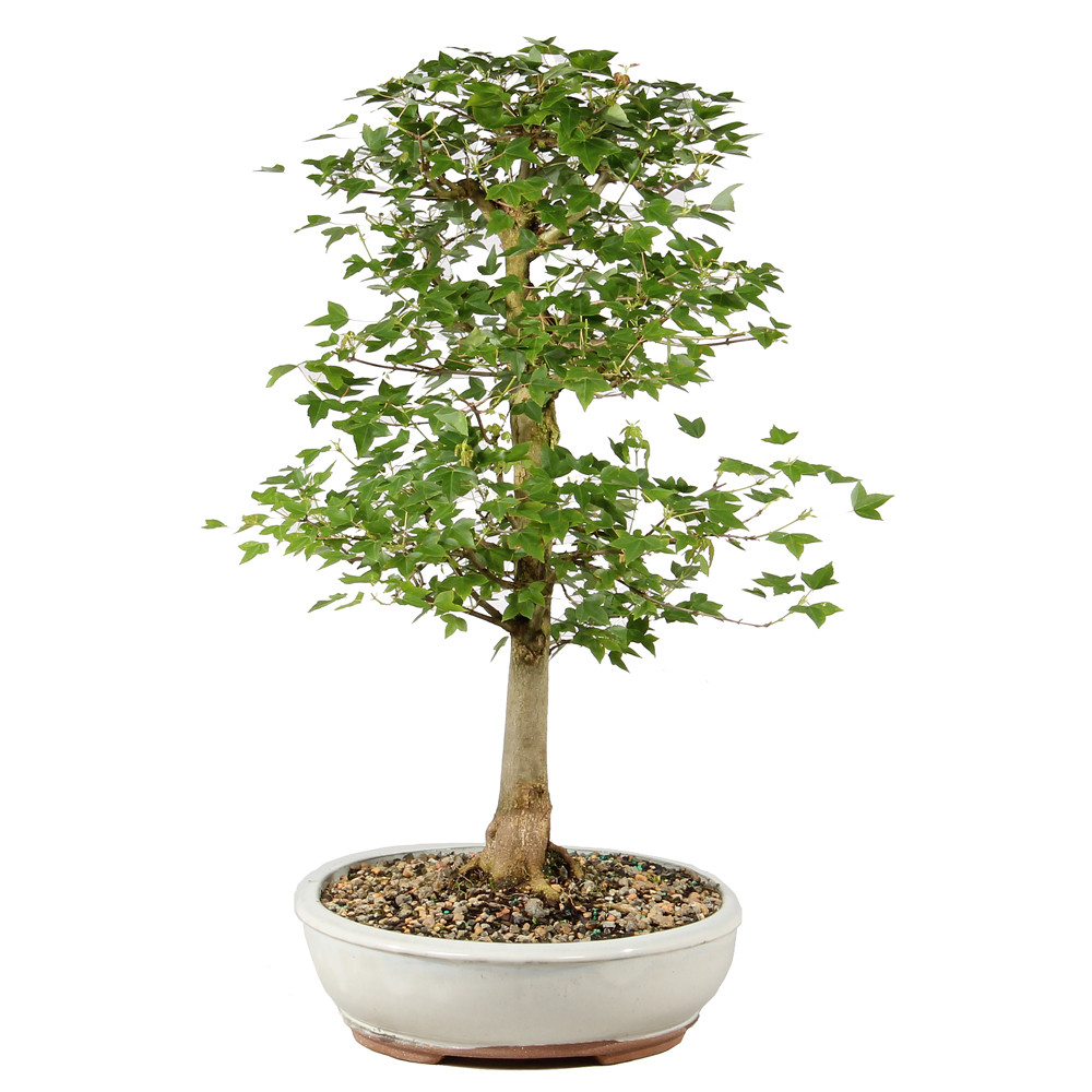 Bonsai tree in ceramic container 