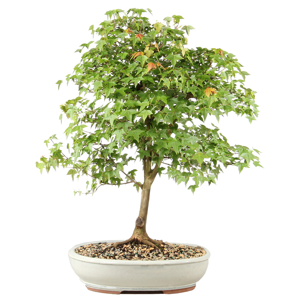 Bonsai tree in ceramic container
