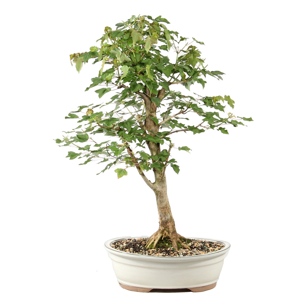 Bonsai tree in ceramic container 