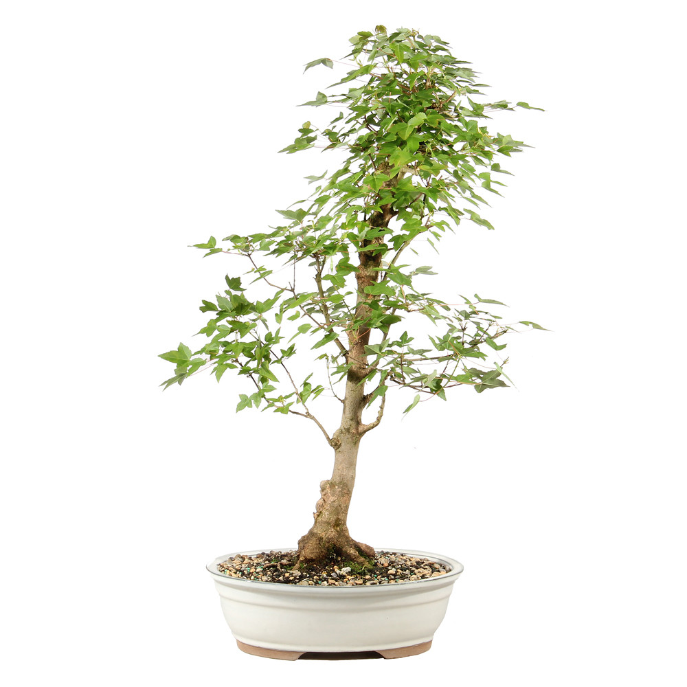 Bonsai tree in ceramic container