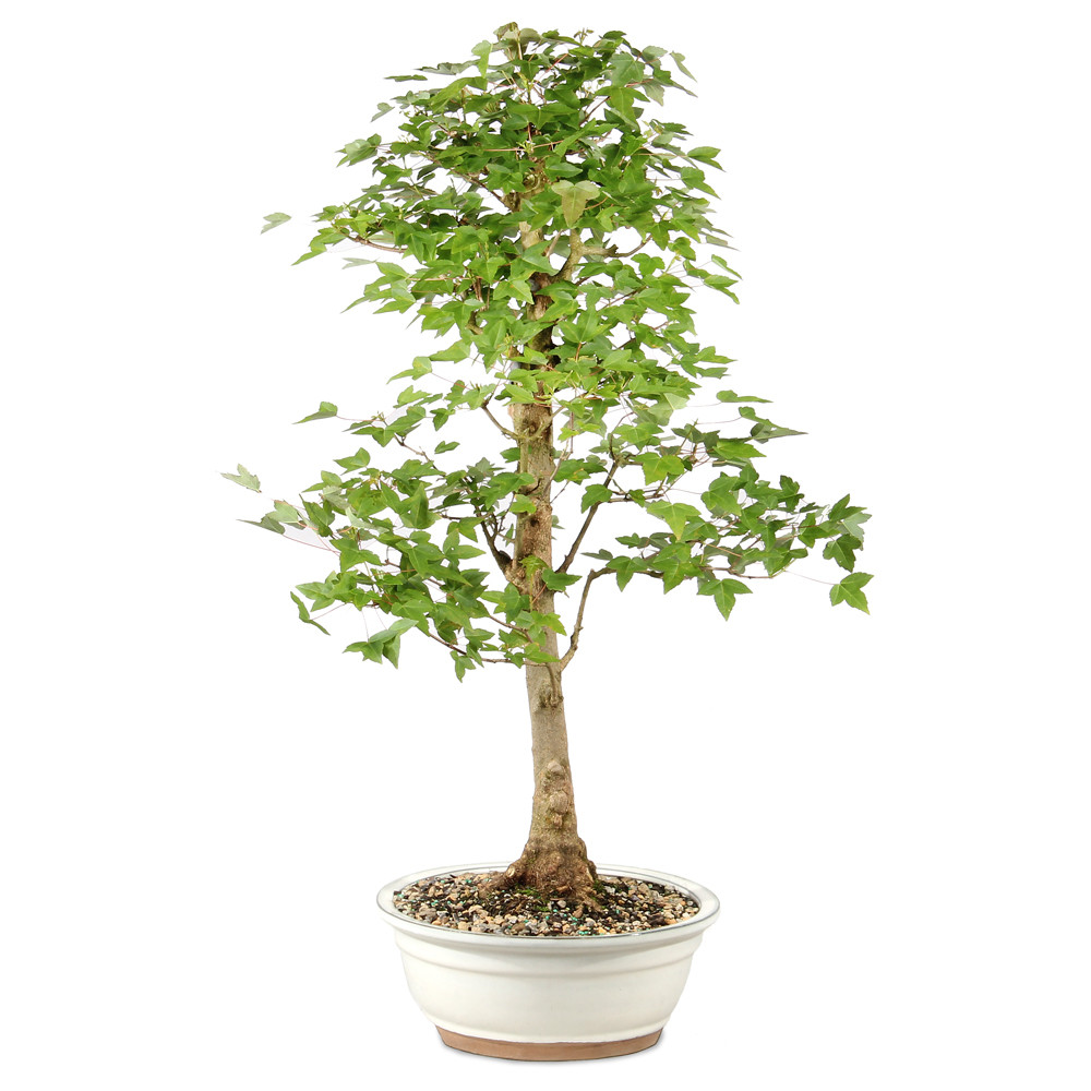 Bonsai tree in ceramic container 
