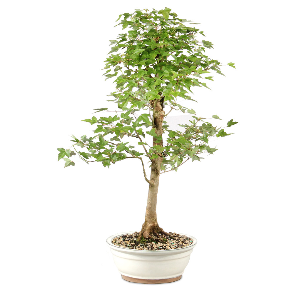 Trident Maple - ST1826TM-E