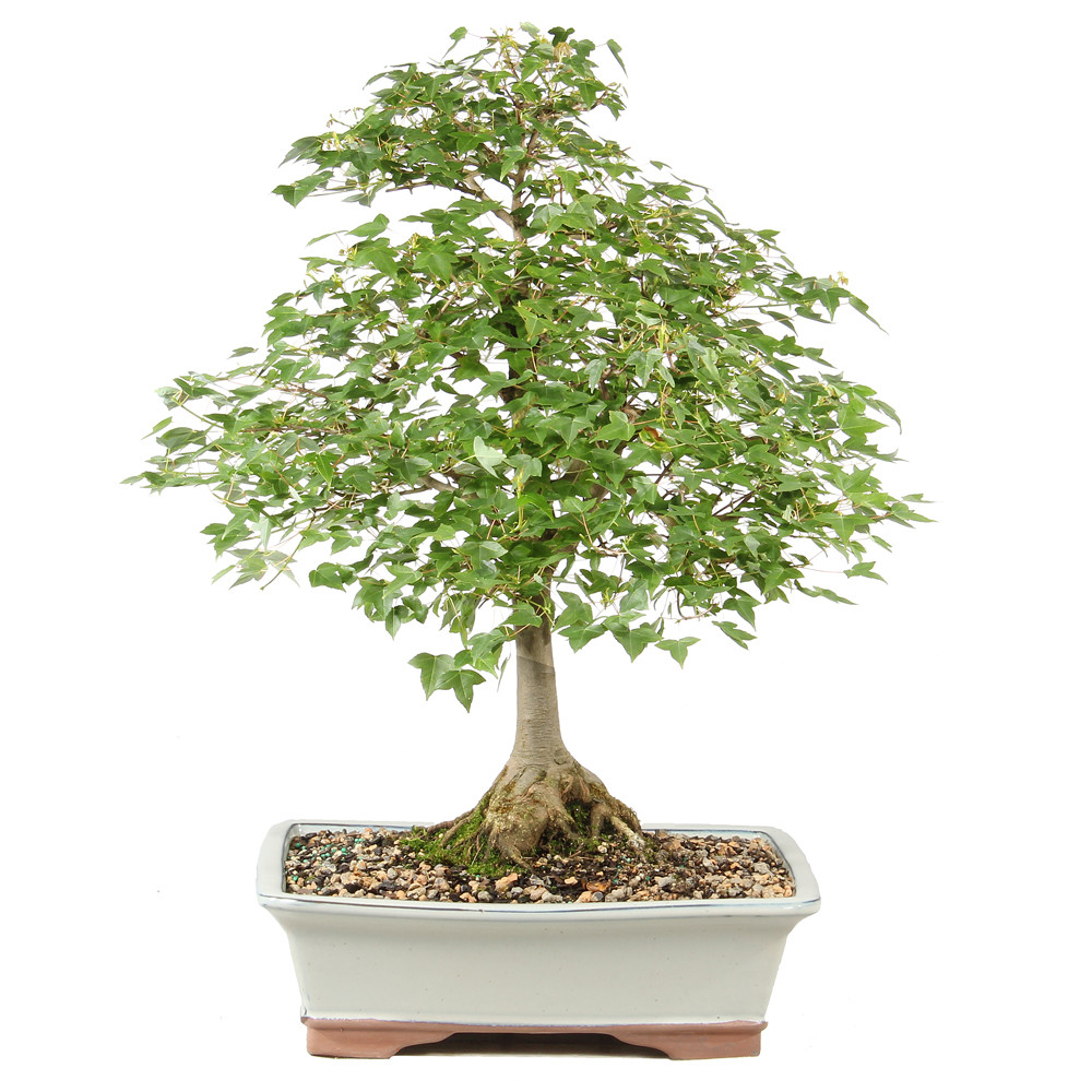 Trident Maple - ST1826TM-G