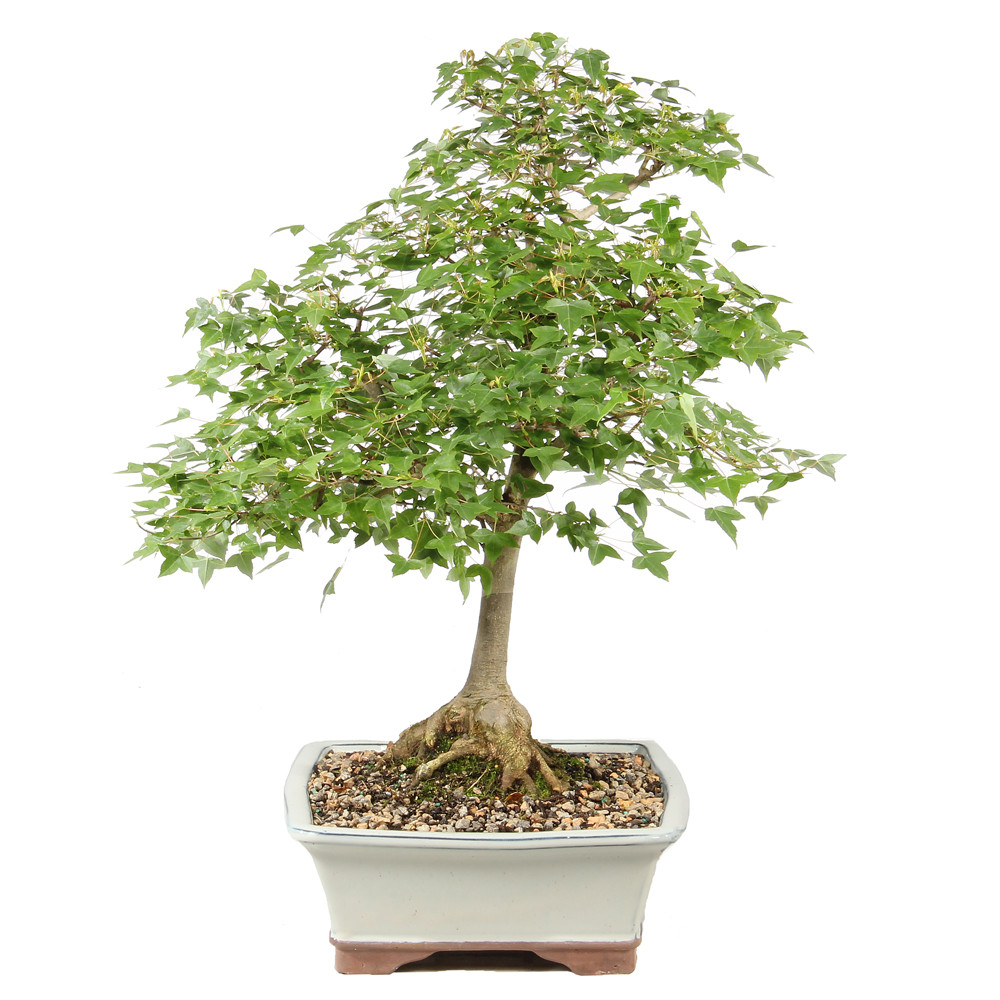 Bonsai tree in cermaic container 