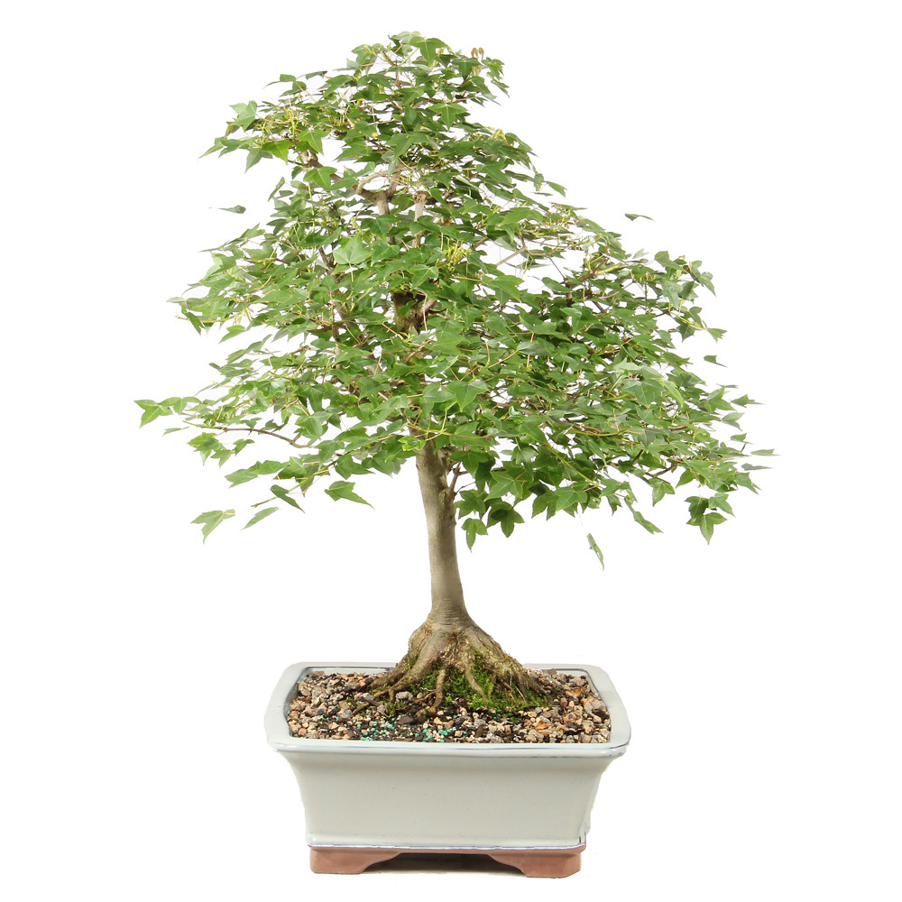 Trident Maple - ST1826TM-G