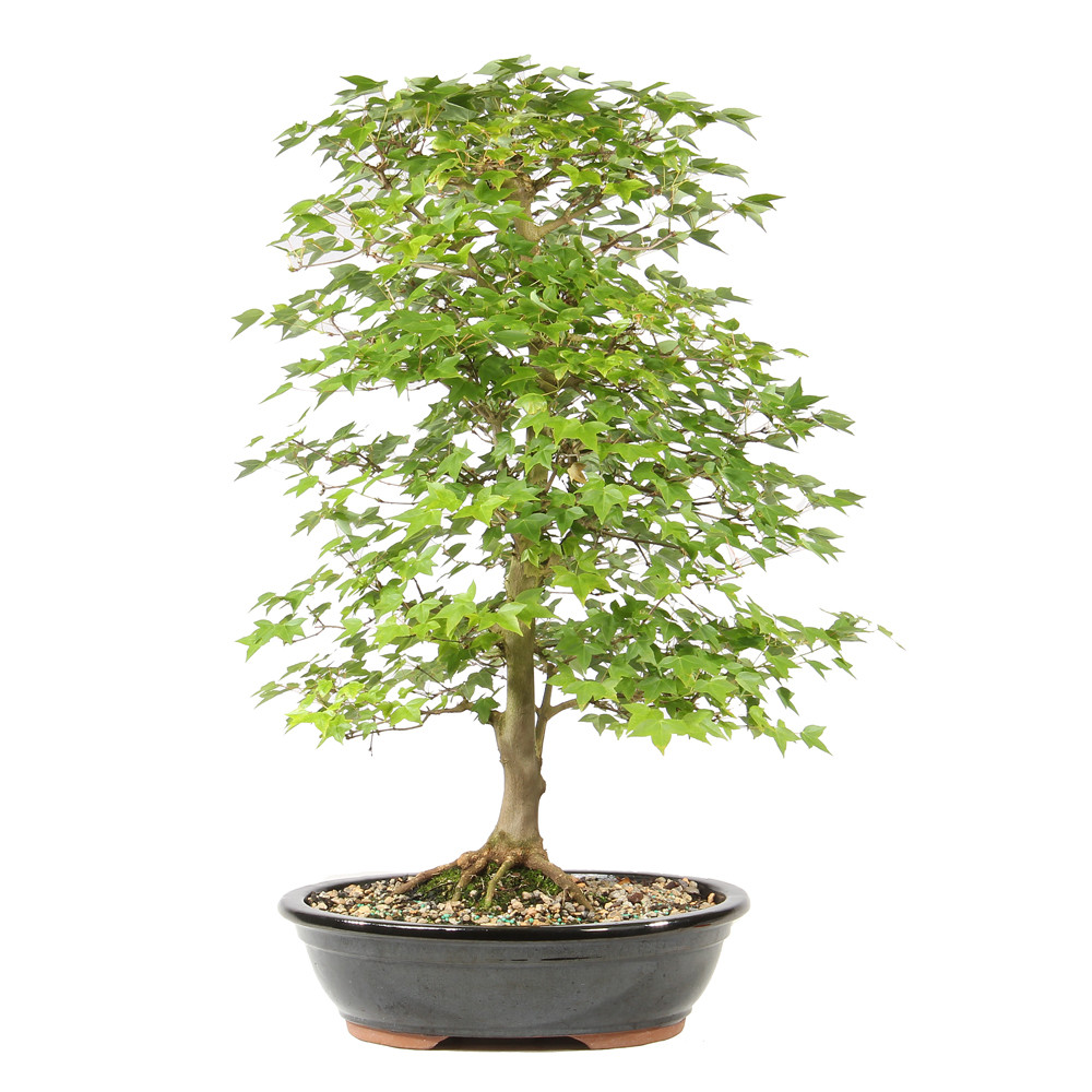 Bonsai tree in cermaic container 