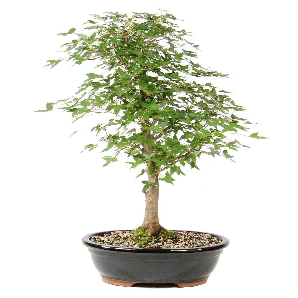 Trident Maple - ST1826TM-I