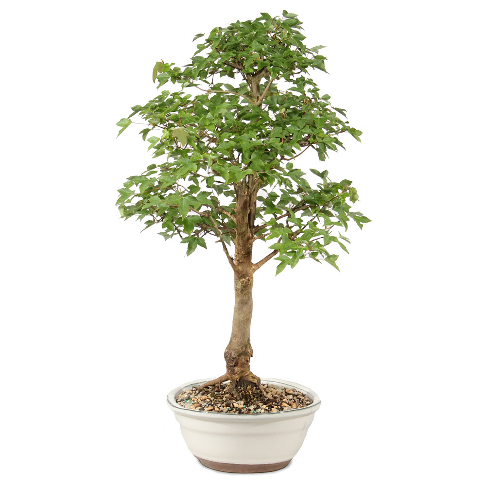 Bonsai Tree in ceramic contianer 