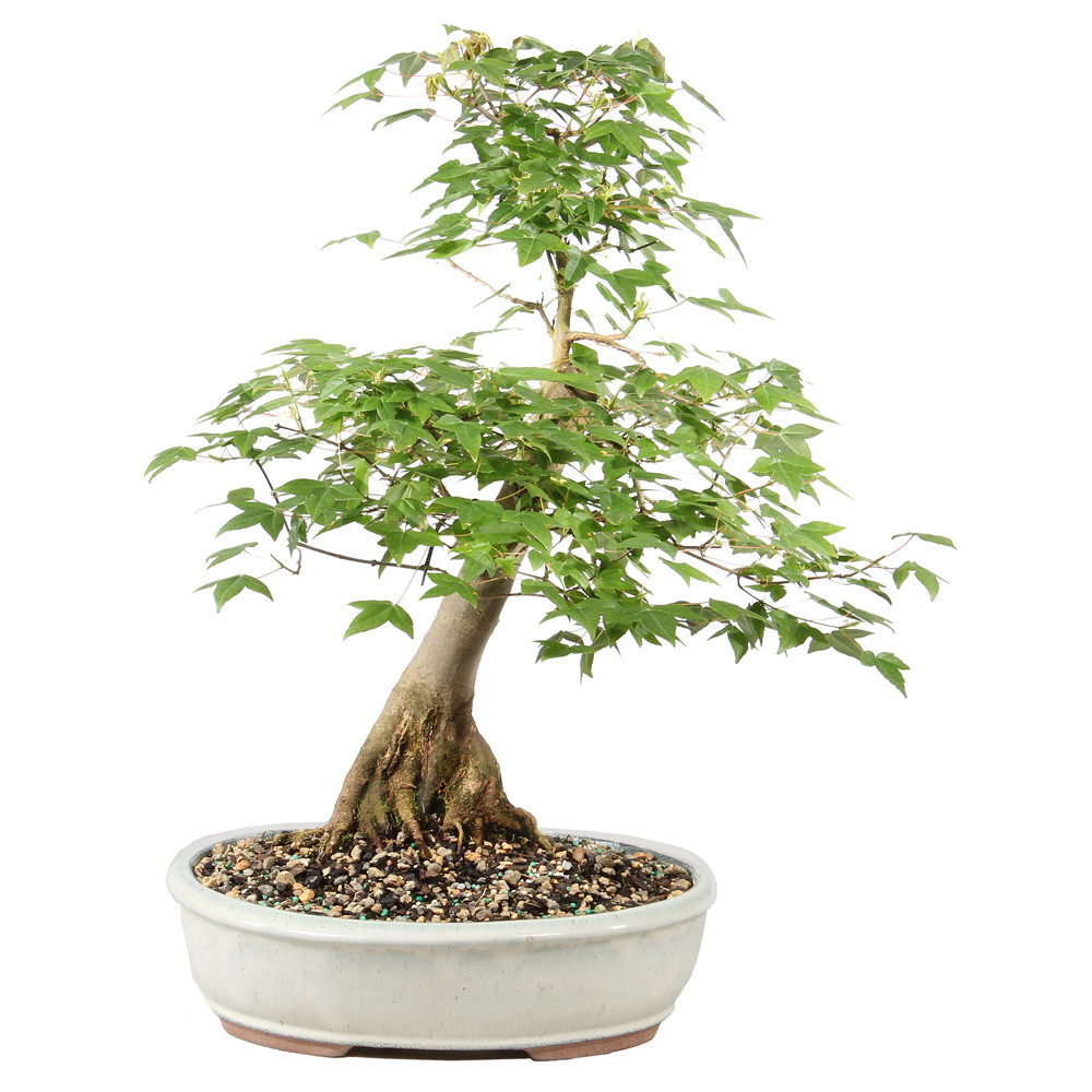 Bonsai Tree in ceramic contianer 