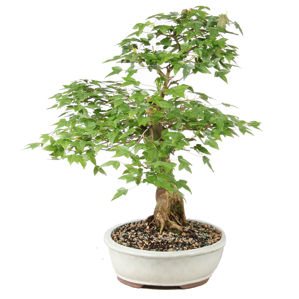 Trident Maple - ST1826TM-N