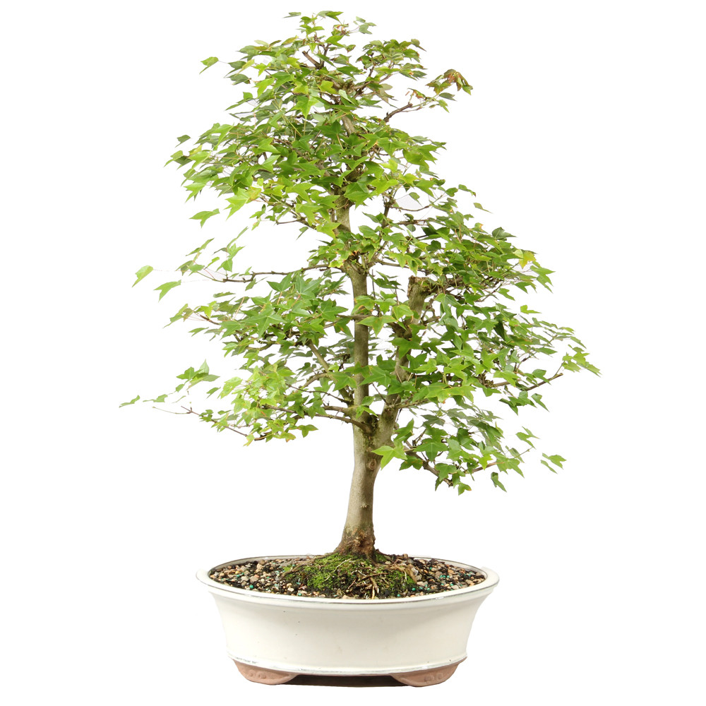 Bonsai Tree in ceramic contianer 