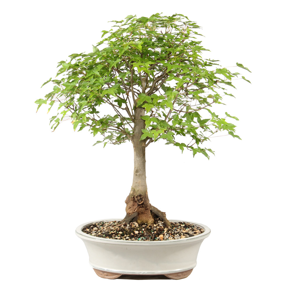 Bonsai Tree in ceramic contianer